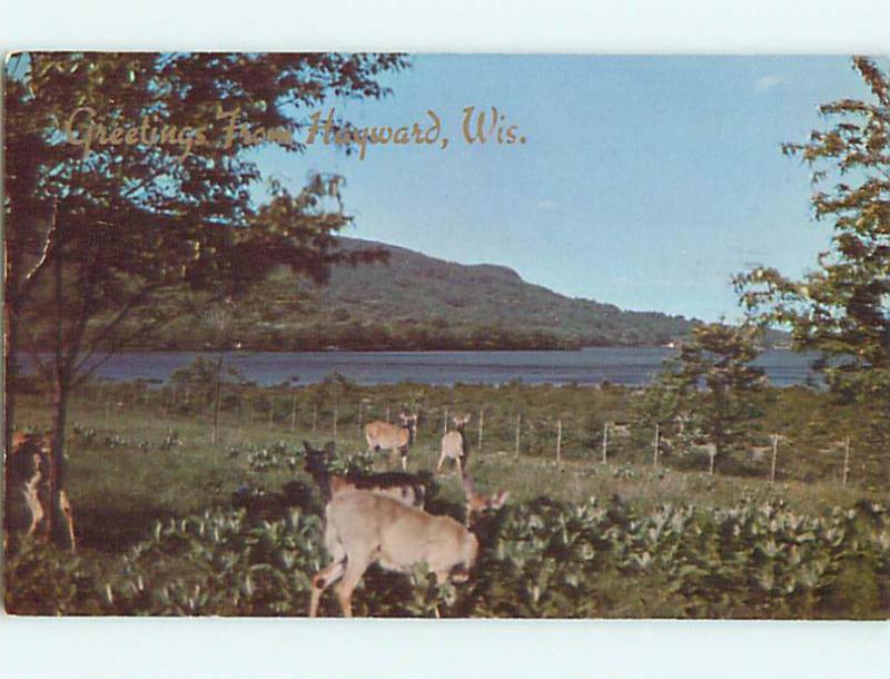 1953 Greetings From - Animals In The Wooded Hills Hayward Wisconsin WI Q3668