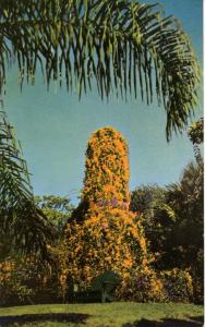 FL - Sarasota. Sarasota Jungle Gardens, Flame Vine