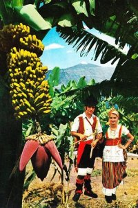 Tenerife Bananas Costume Fashion Traditional Ladies Photo Dress Postcard