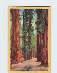 Postcard Towering Redwoods At Richardsons Grove Redwood Highway California USA