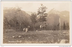 RP: Mountain Sheep , Canada , 00-10s