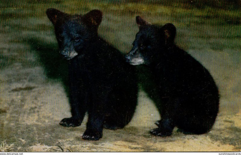 Black Bear Cubs