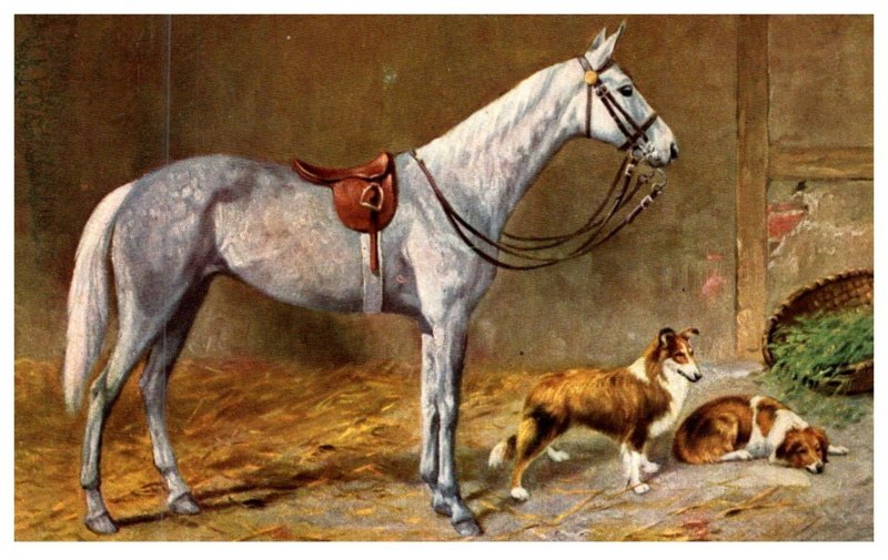 Dog , Jumper  Horse with Collies