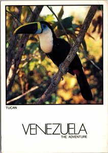 VINTAGE JUMBO-SIZED POSTCARD ~6.5 X 4.5 TUCAN BIRD VENEZUELA THE ADVENTURE