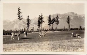 Jasper AB Deer on Golf Course Jasper Park Lodge 1946 G. Taylor RPPC Postcard G73