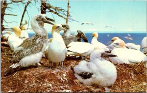 Canada Quebec Oerce Bonaventure Island Gannets Nesting On Bird Sanctuary