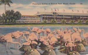 Florida Miami Flamingos Setting At Hialeah Park