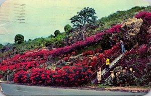 Hawaii Kona Kealakekua Machado Gardens 1966