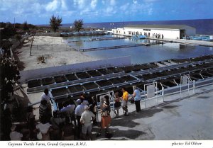 Cayman Turtle Farm Grand Cayman Islands Unused 