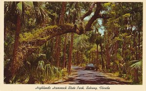 Driving through the Highlands Hammock State Park - Sebring FL, Florida