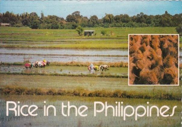 Philippines Central Plains Of Luzon Rice Fields