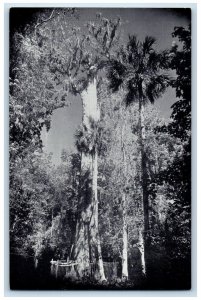 c1910 Floridas Big Tree Sanford Orlando US Highway Columbus Florida FL Postcard 