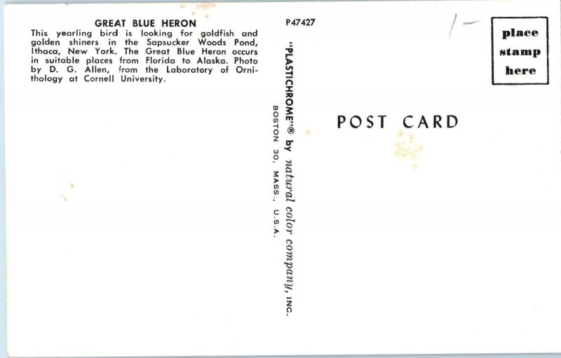 Great Blue Heron Postcard