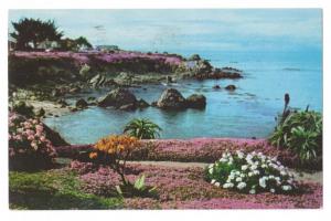 Ice Plants Pacific Grove California 1974 Chrome