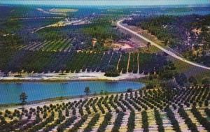 Florida Miami Citrus Groves And Lakes As Seen From The Top Of The Citrus Tower