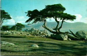 Monterey Cypress Tree Pebble Beach California CA  Chrome Postcard  B4