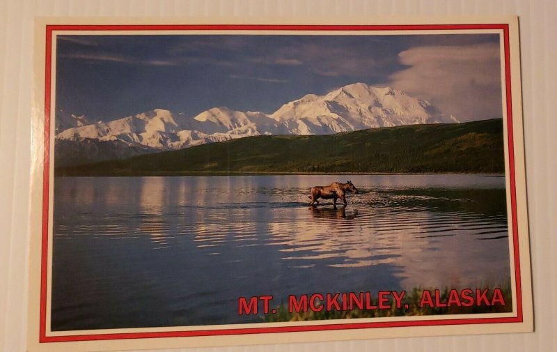 Vintage Postcard Moose Wonder Lake Mt McKinley Alaska Anchorage 1989