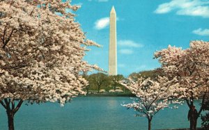 Vintage Postcard Washington Monument Japanese Cherry Trees Blossom Washington DC