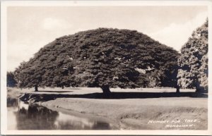 Monkey Pod Tree Honolulu Hawaii HI Unused Real Photo Postcard H33