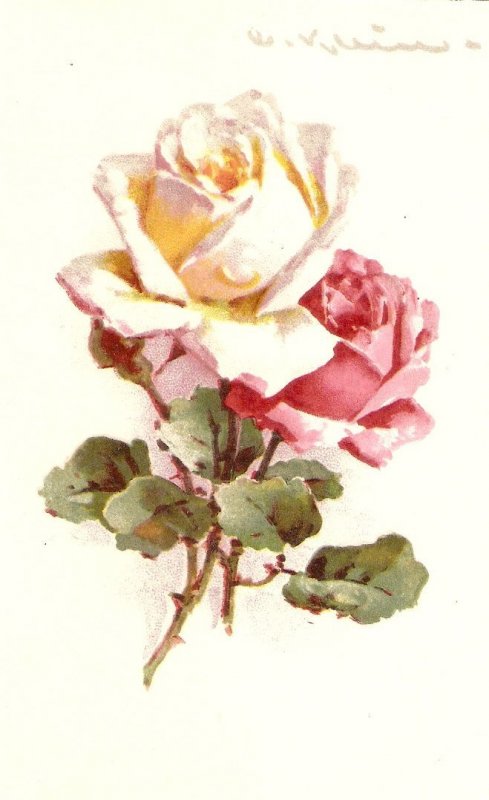 Beautiful roses, by Caytherine Klein Old vintage  postcard