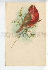 444099 KLEIN Bird Rosefinch SPRING Vintage postcard RUSSIA