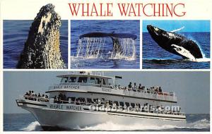 Whale Watching, Barnstable Harbor Cape Cod, MA, USA Whaling Unused 