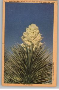 Linen Postcard-Magnificent Joshua Tree Bloom-California