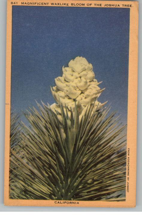 Linen Postcard-Magnificent Joshua Tree Bloom-California