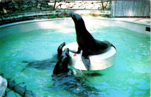 Providence, RI Rhode Island  SEAL POOL  Roger Williams Park Zoo  1984 Postcard