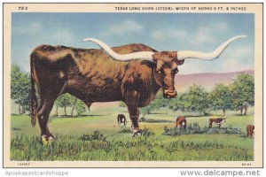 Texas Long Horn Steer Curteich