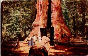 Calaveras Big Trees State Park Pioneers Cabin Postcard Mike Roberts UNP VTG