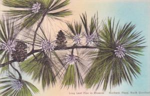 North Carolina Southern Pines Long Leaf Pine In Blossom Handcolored Albertype