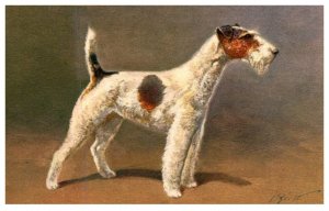 Dog ,Schnauzer
