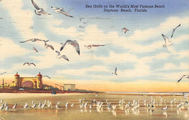 Sea Gulls Florida, USA 1950 