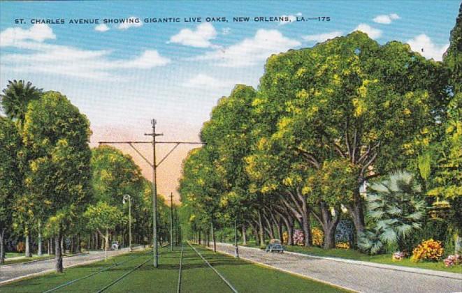 Louisiana New Orleans St Charles Avenue Showing Gigantic Live Oaks