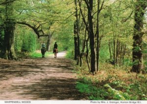 Whippendale Woods Horse Equestrian Riders Hertfordshire Postcard