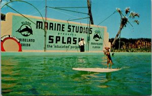 Florida Marineland Marine Studios Fifi Riding A Surfboard Pulled By A Porpoise