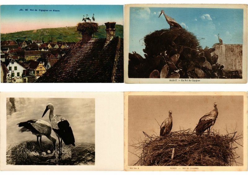 STORKS CIGOGNES Birds 500 Vintage Postcards Mostly pre-1940 (L2840)