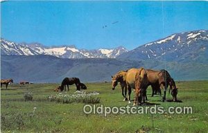 Horse Spring Pasture Unused 