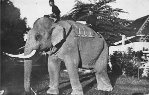 Riding An Elephant real photo Elephant Unused 