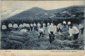 CPA AK MADEIRA - Aparto de Cannas de Assucar PORTUGAL (760084)