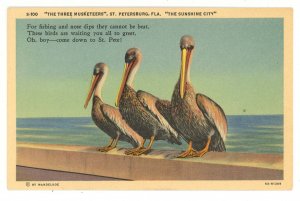 FL - St. Petersburg. The Three Musketeers - Pelicans