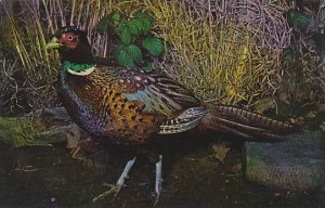 South Dakota Ring Necked Pheasant