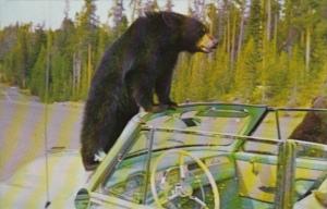 Black Bears Checking Abandoned Car Yellowstone National Park