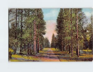 M-158021 Christmas Tree Park Yellowstone National Park USA