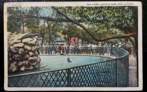 Vintage Postcard 1915-1930 Lincoln Park Zoo, Sea Lions, Chicago, Illinois (IL)