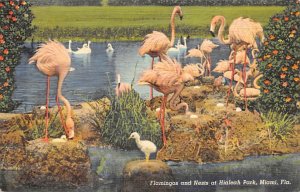 Flamingos and Nests, Hialeah Park Miami, Florida, USA 1941 