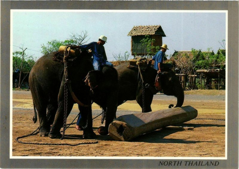 CPM AK THAILAND Well Trained Elephants working in Teak-Wood Forest (344190)