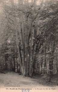 Foret de Fountainebleau,France BIN