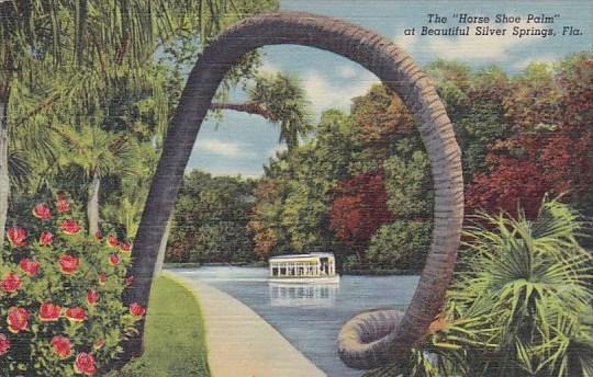 The Horse Shoe Palm At Beauiful Silver Springs Florida